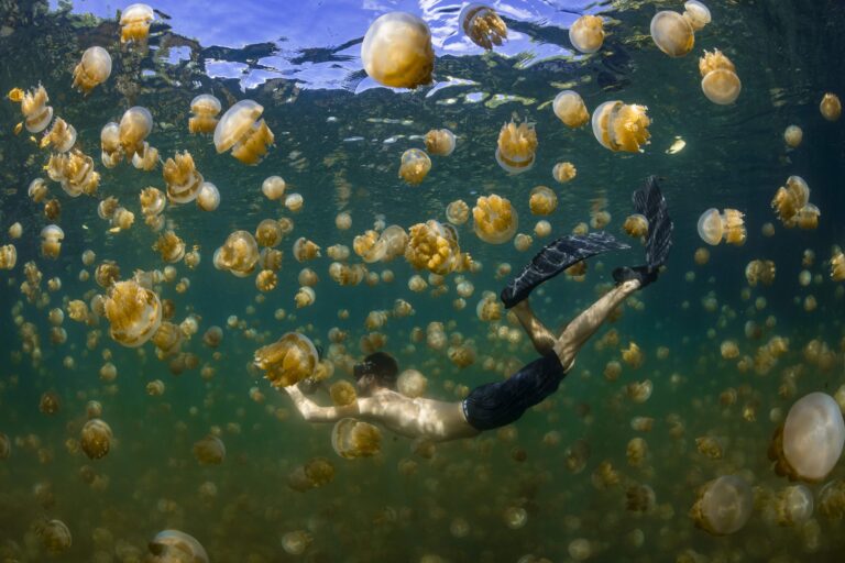 Palau, Eil Malk island, Man swimming with jellyfish in Jellyfish Lake