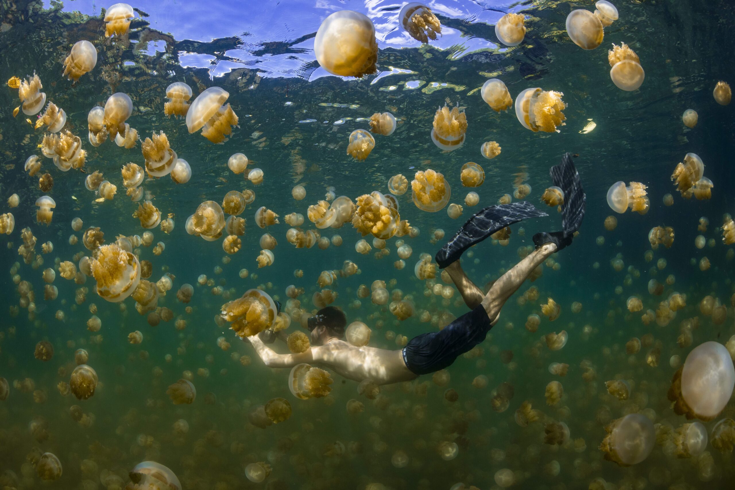 SWIMMING WITH JELLYFISH IN PALAU, MICRONESIA